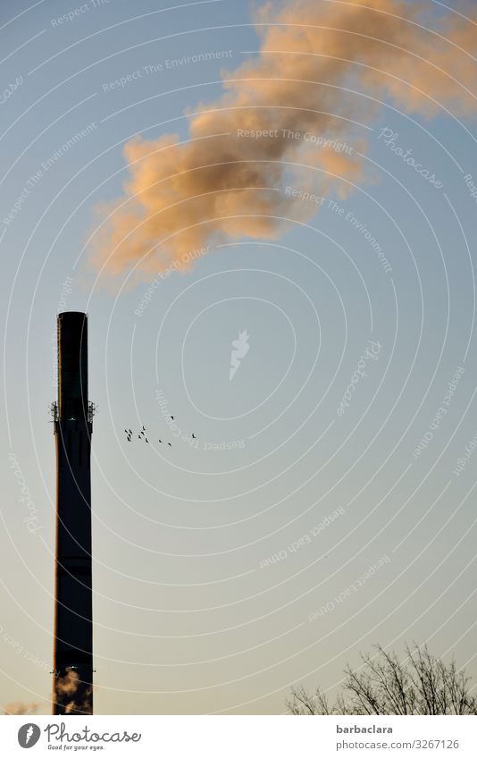 bad air Chimney Air pollution Industry Factory Energy industry Steam Industrial plant Environmental protection Climate change Sky Birds fly soiling