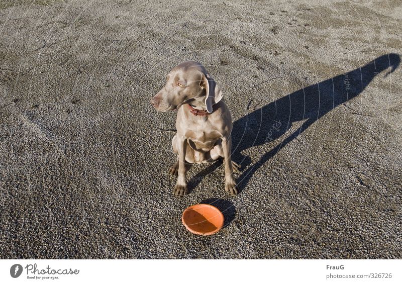 Long shadow Animal Pet Dog Hound 1 Discus Looking Sit Wait Brown Watchfulness Patient Elegant Expectation Weimaraner Dusk Pelt Glittering Colour photo