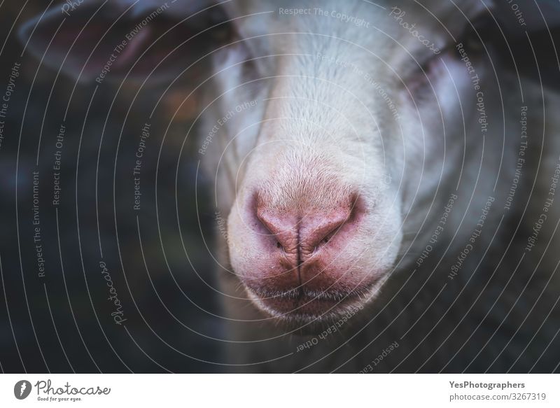 Sheep face portrait and selective focus. Red nose sheep close-up Face Nature Animal Farm animal Animal face 1 Natural Curiosity Gloomy Germany cute face