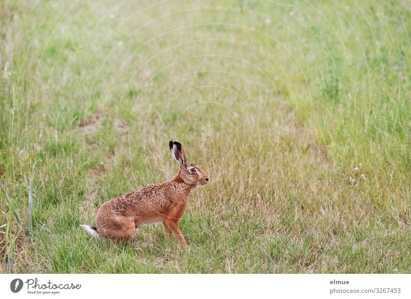 rigor mortis Animal Summer Grass Meadow Wild animal Hare & Rabbit & Bunny Easter Bunny Spoon Listening Sit Wait Authentic Elegant Small Delicious Brown