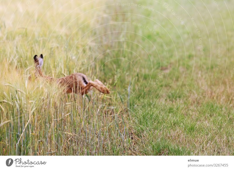 cursed Animal Summer Grass Grain field Field Wild animal Hare & Rabbit & Bunny long-eared Easter Bunny Spoon Walking Athletic Free Speed Brown Fear