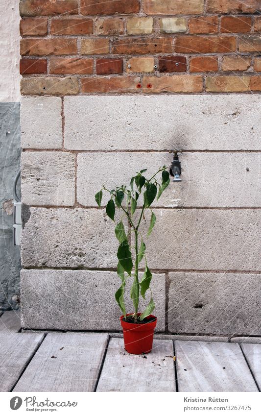 forgotten Animal Plant Foliage plant Pot plant Deserted Terrace Sadness Faded Patient Houseplant Exterior shot Exposed feed up Forget Cast Dry Colour photo Day