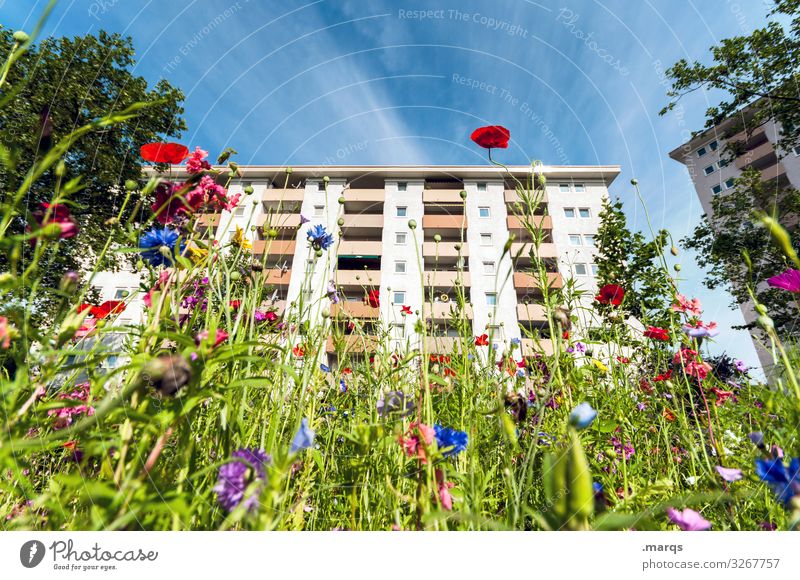 urban gardening Apartment house Sky Summer Town wild flower Nature sustainability wild meadow variegated Urban gardening downtown