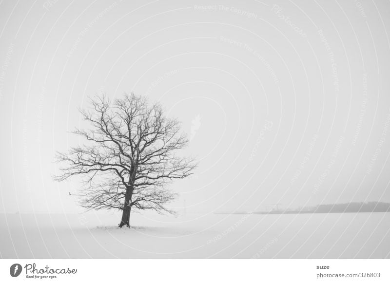 Silent in the snow Winter Snow Environment Nature Landscape Plant Elements Sky Cloudless sky Horizon Climate Fog Tree Sadness Authentic Bright Cold Natural