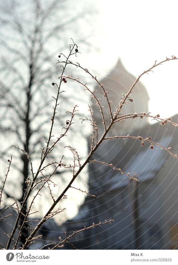 young people Winter Ice Frost Bushes Church Cold Hoar frost Shroud of fog Fog Morning fog Colour photo Subdued colour Exterior shot Deserted Dawn Sunlight