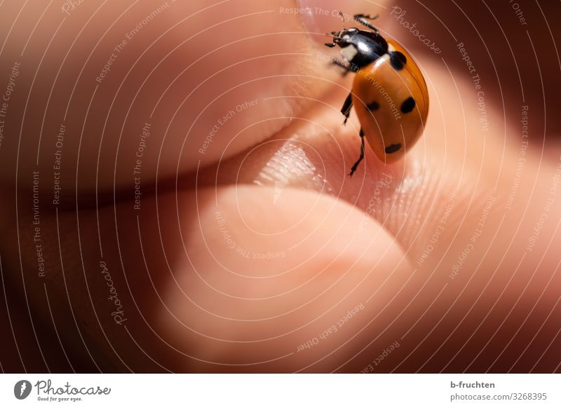 ladybugs Fingers Summer Beetle 1 Animal Observe To hold on Happy Ladybird Crawl Point Red Joie de vivre (Vitality) Colour photo Exterior shot Close-up Detail