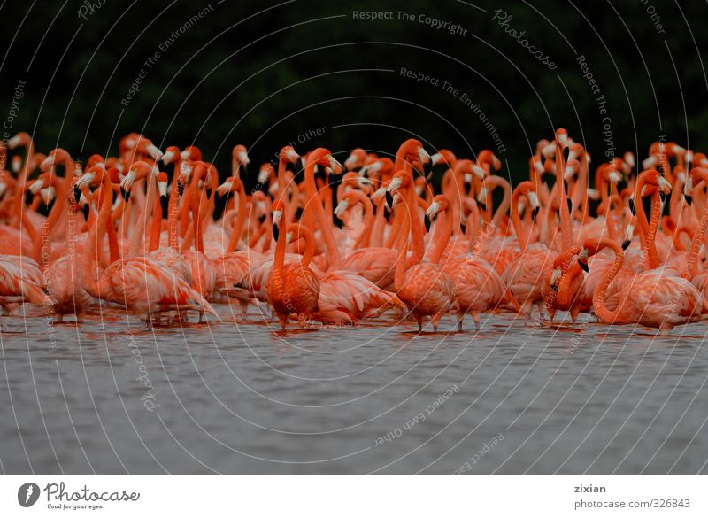 Greater Flamingos Animal Wild animal Bird Animal face Wing Group of animals Flock Telescope Water Animal tracks Swimming & Bathing Movement Discover Walking