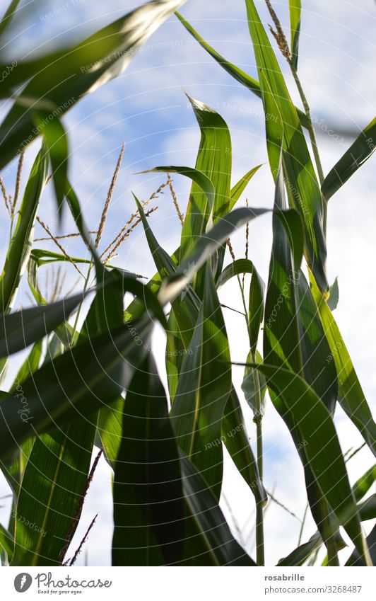 Corn grows | dynamically Maize Maize field Sky sky wax Agriculture Food Dynamics Growth yield Plant Nature green natural Worm's-eye view great Tall upstairs