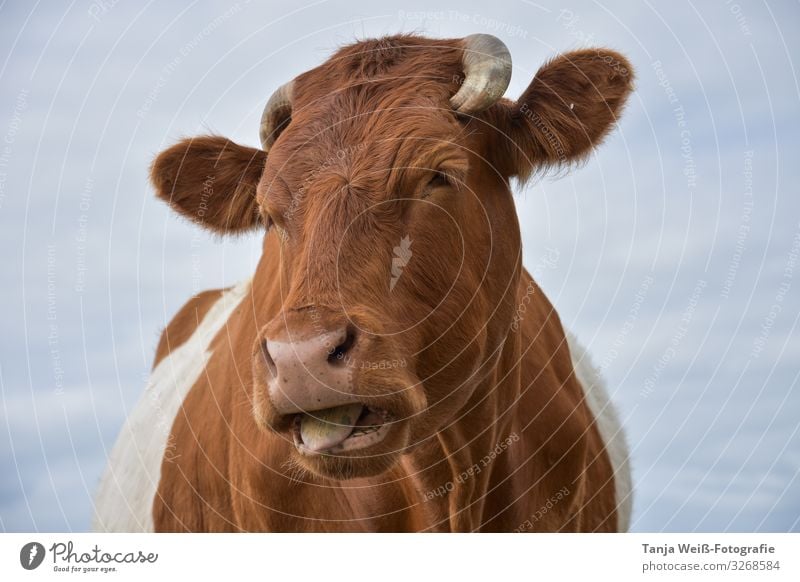 Hello, and who are you? Animal Farm animal Cow Animal face 1 Crazy Colour photo Exterior shot Day Looking into the camera