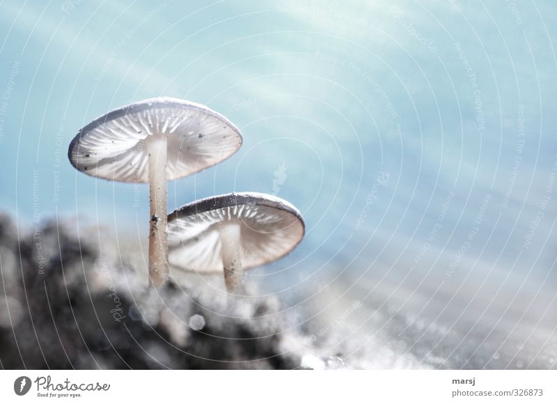 Small mushrooms from below. Mushroom cap Creepy Authentic Contrast Autumn Light Pattern Exceptional Sky Experimental Stand Worm's-eye view Nature Summer Day