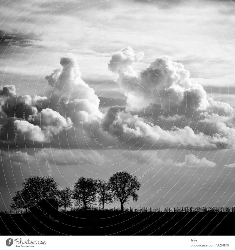 Palatinate II with cumulus Nature Landscape Sky Clouds Storm clouds Summer Beautiful weather Plant Tree Foliage plant Meadow Field Hill