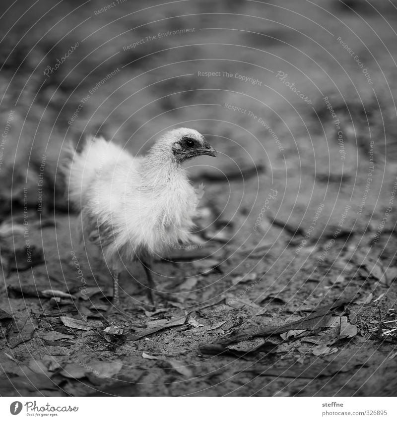 Cock, solo Cambodia Asia South East Asia Animal Farm animal 1 Thin Barn fowl Nutrition Livestock breeding Poultry Feather Black & white photo Exterior shot