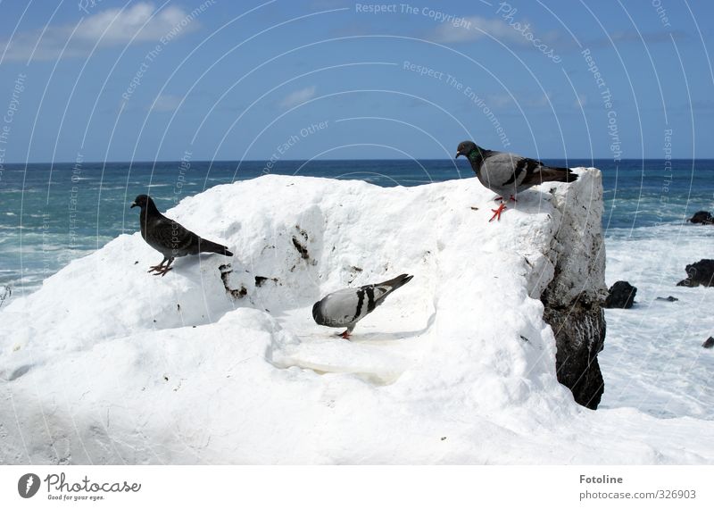 We're infected. Environment Nature Elements Water Sky Clouds Summer Beautiful weather Rock Waves Coast Ocean Animal Bird Pigeon Wing 3 Hot Bright Natural Blue