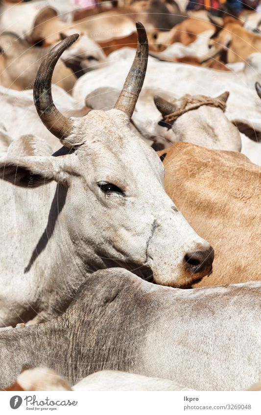 in the animal market lots of bulls Face Life Rope Nature Animal Cow Herd Strong Wild Black White Dangerous Bull head Farm Cattle horns isolated Mammal field