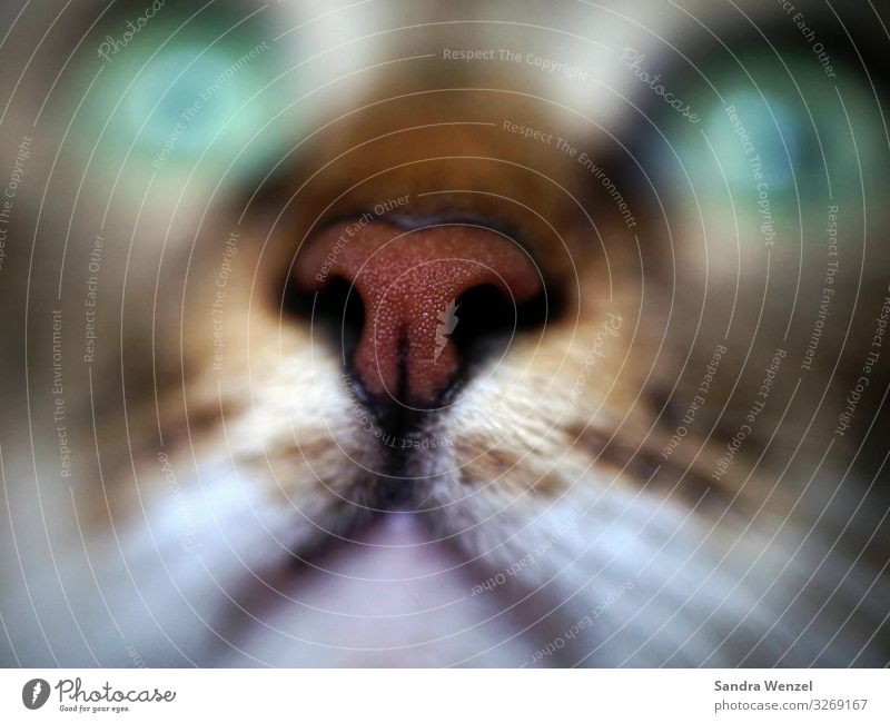 Flokis Nose Animal Dog 1 Friendliness Curiosity Cute Multicoloured Cat cat's nose Colour photo Interior shot Deserted Blur Portrait photograph Front view