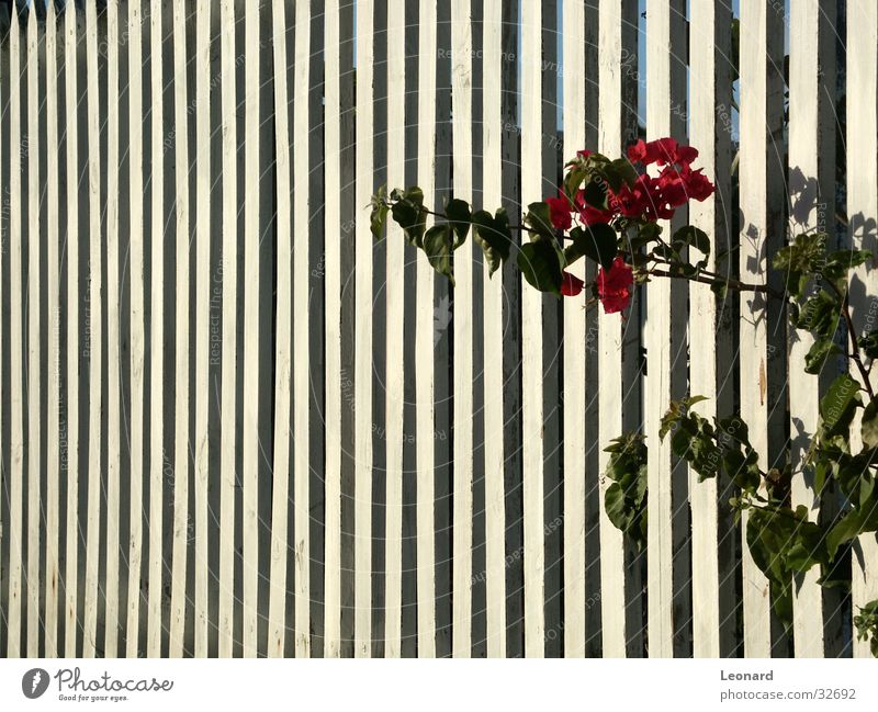 flower Flower Wall (building) Fence Sun Shadow