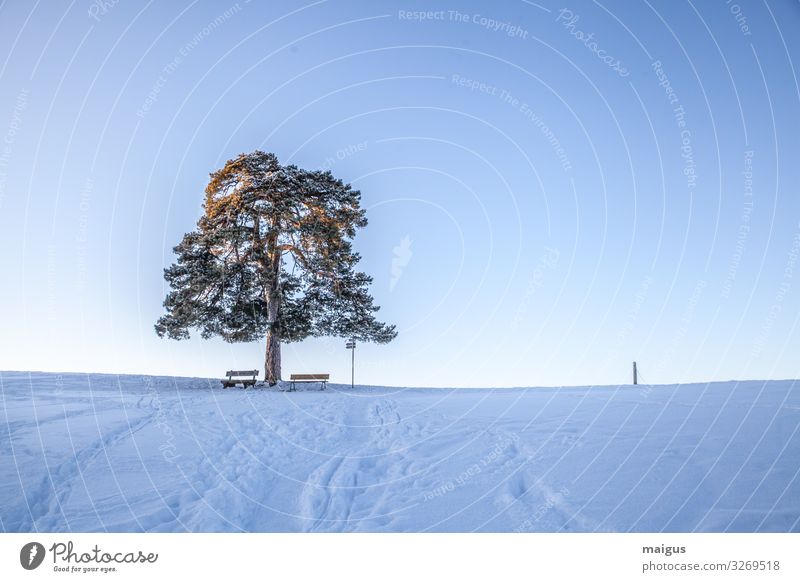 Mulzer pine near Kempten in winter with snow Environment Nature Landscape Sky Night sky Horizon Sunlight Winter Weather Beautiful weather Ice Frost Field Alps