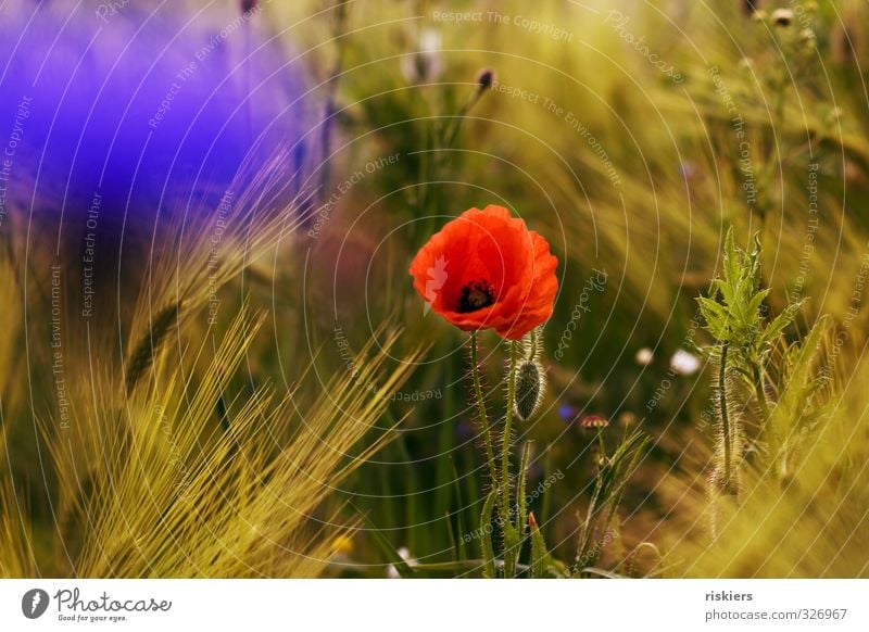 even more summer feeling... Environment Nature Landscape Plant Sun Sunrise Sunset Sunlight Summer Beautiful weather Flower Wild plant Poppy Cornflower Field