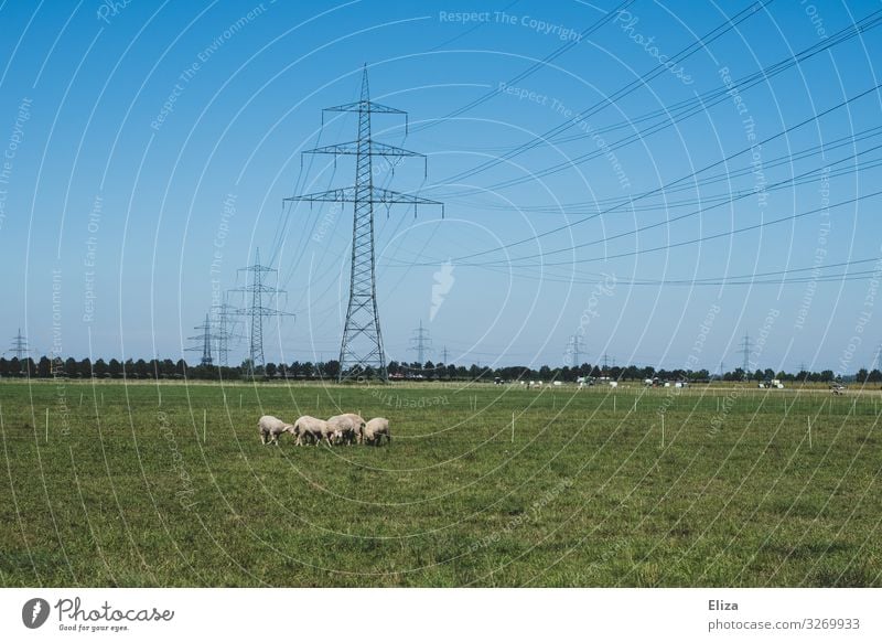 A flock of sheep on a meadow with many power poles in the background Farm animal Electricity pylon Group of animals Herd green Sheep Willow tree Blue sky