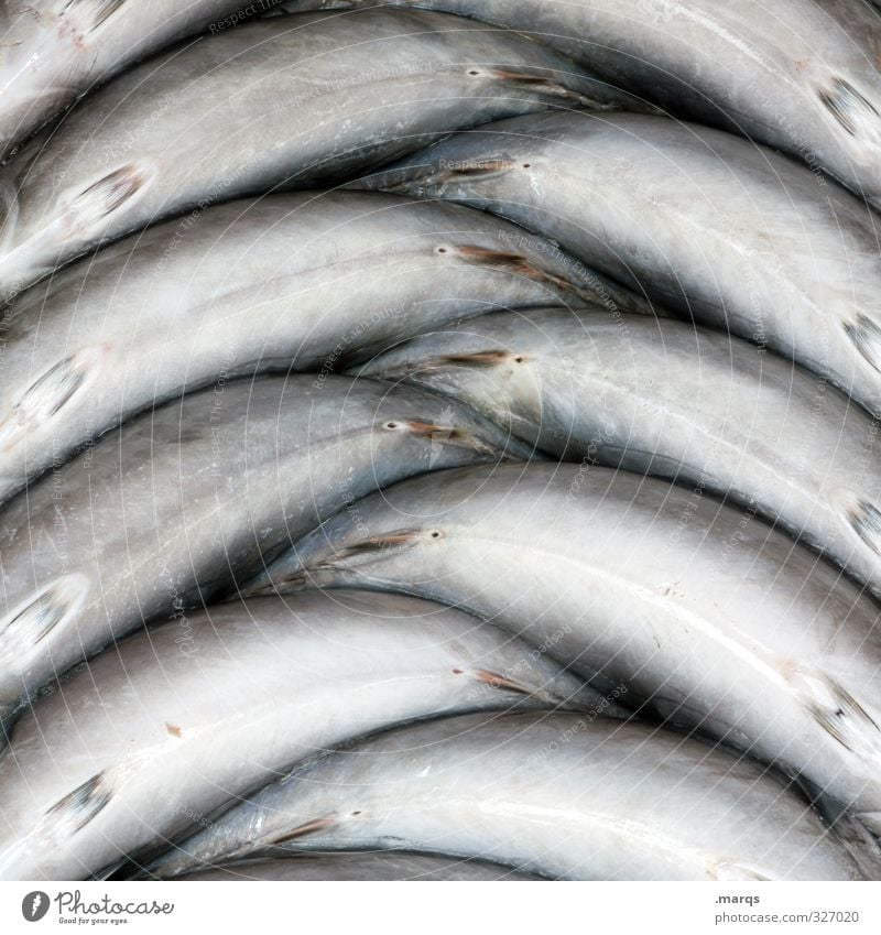 fish Food Fish Nutrition Organic produce Markets Market stall Simple Beautiful Symmetry Lie Fish market Arrangement Colour photo Exterior shot Close-up Abstract