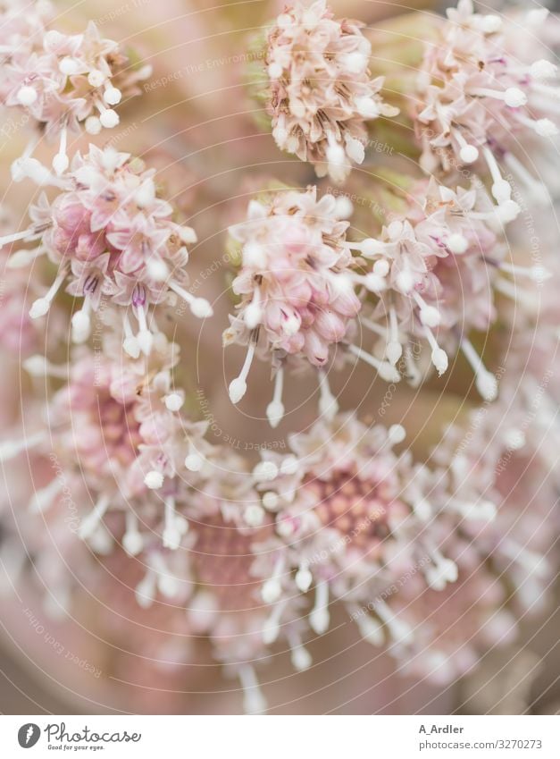 The inflorescences of the common butterbur (Petasites hybridus) Nature Plant Flower Blossom Wild plant Garden Blossoming Fragrance Beautiful Natural Pink White