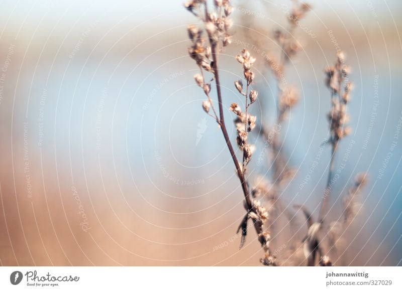 lie in the meadow and - Environment Nature Plant Water Spring Beautiful weather Warmth Drought Bushes Meadow River bank Thin Blue Brown Orange Relaxation