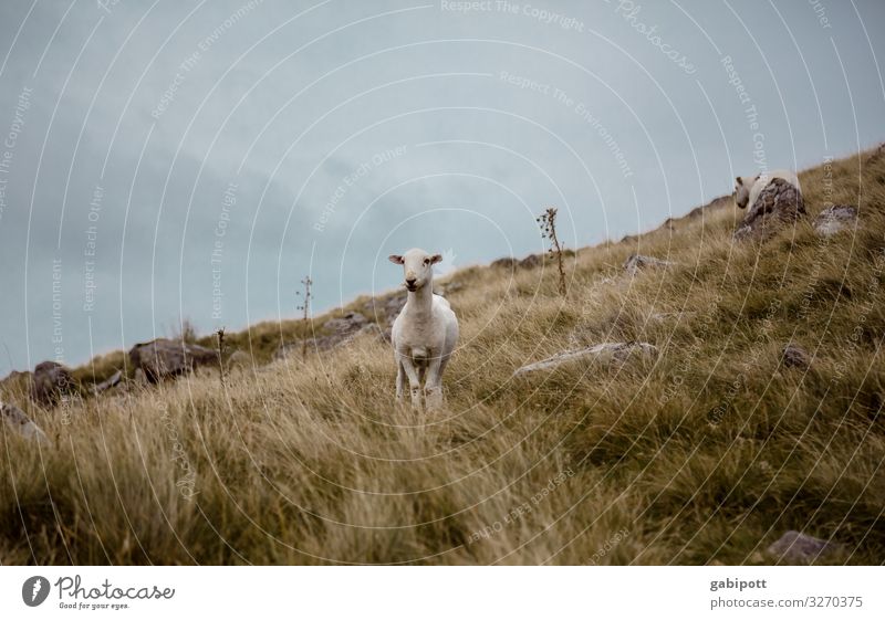 Welsh mower Nature Elements Earth Sky Summer Weather Fog Meadow Hill Mountain Wales Great Britain Animal Farm animal Sheep 1 2 Spring fever Adventure