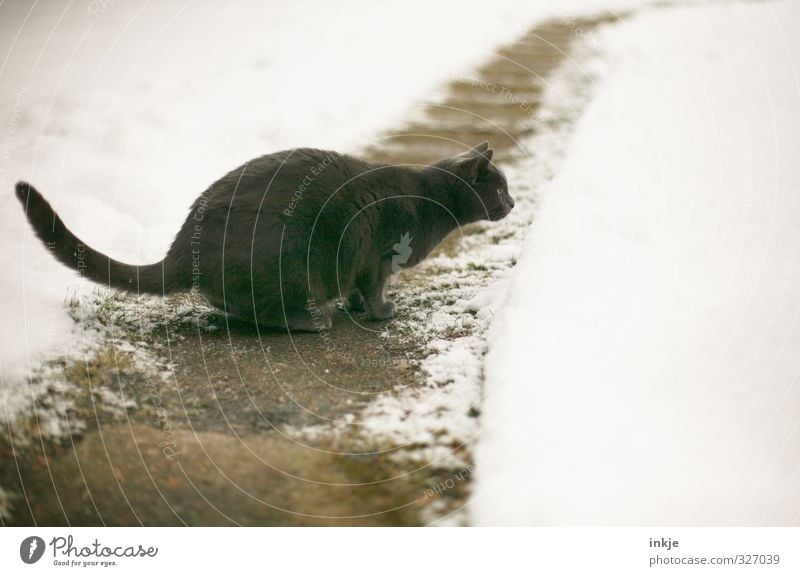 snow line Winter Snow Garden Park Lanes & trails Footpath Animal Pet Cat british shorthair Domestic cat 1 Observe Discover Crouch Hunting Jump Cold