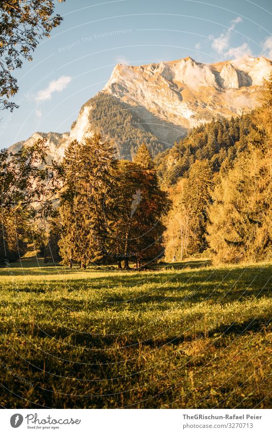 Grisons - Maienfeld - Heidi Village Nature Yellow Gold Green Autumn Sunset Moody mayfield Tree Forest Mountain Shadow Light Switzerland Canton Graubünden