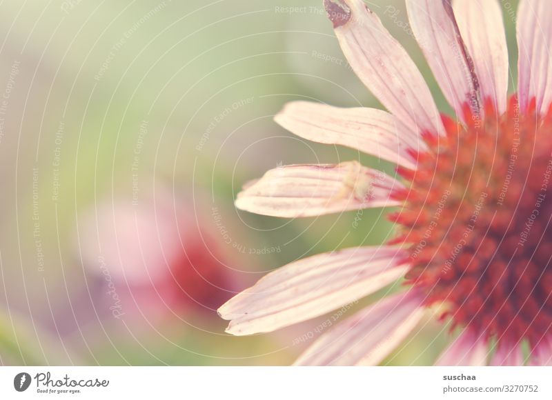 summer flower Flower Blossom Partially visible petals Summery out detail Garden Soft Girlish Lovely tawdry Shallow depth of field