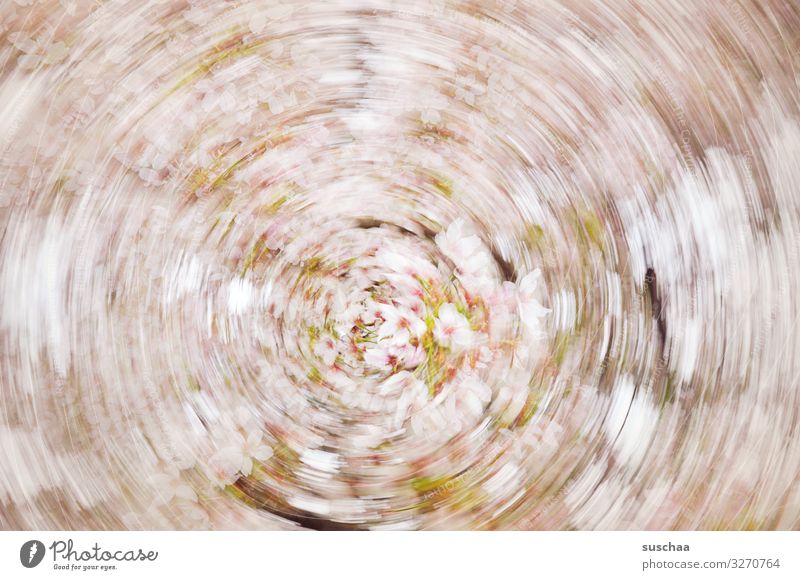 earlyüüühling Spring Blossom Flower Intoxication Rotation Alarming Giddy Round Movement Motion blur Pink Fresh Optimism Action Good mood New start Dynamism Blur