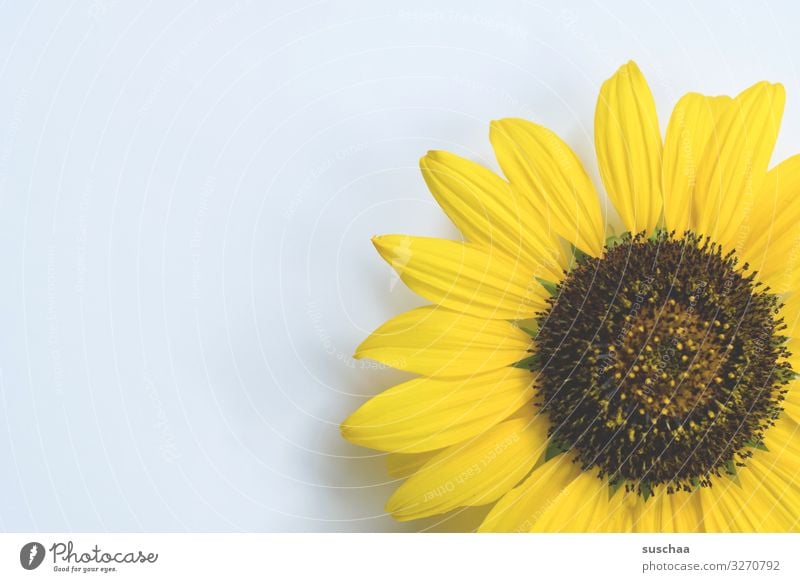 a tad of sunflower Flower Blossom Blossom leave Sunflower Summer Plant Natural Individual Bright background Yellow Detail Simple Copy Space