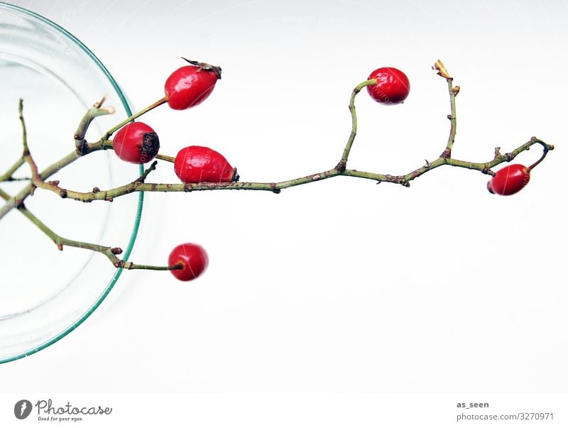 rose hips Elegant Style Design Interior design Decoration Christmas & Advent Nature Autumn Winter Plant Rose hip Twigs and branches Vase Illuminate Esthetic