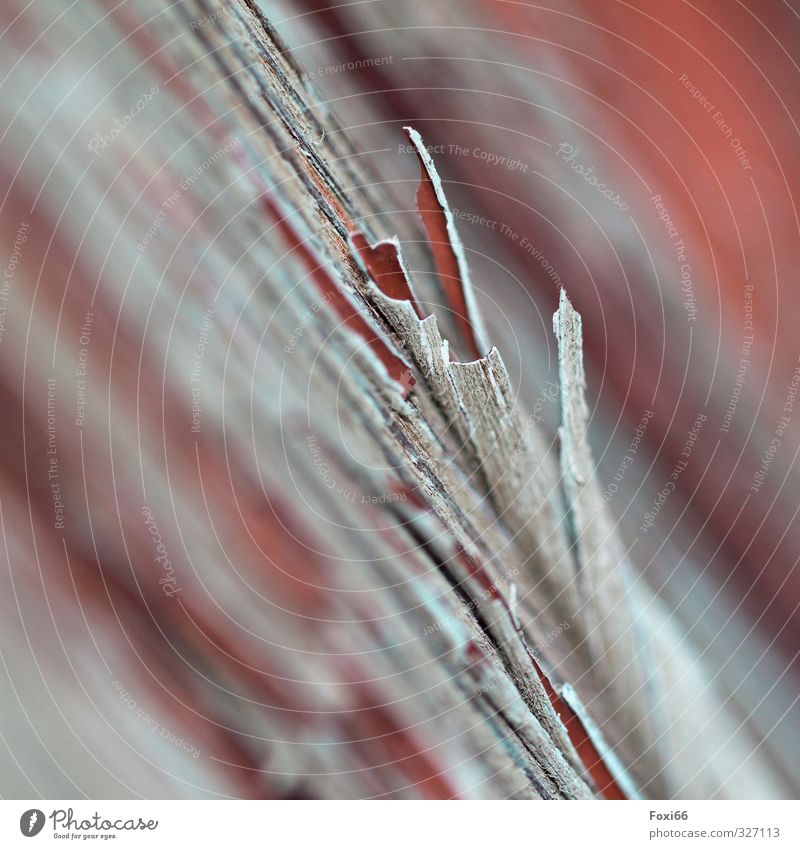 flaked off.... Wood Old Broken Natural Gray Red White "Splinters Colour splinter of wood Decay," Structures and shapes Graphic Colour photo