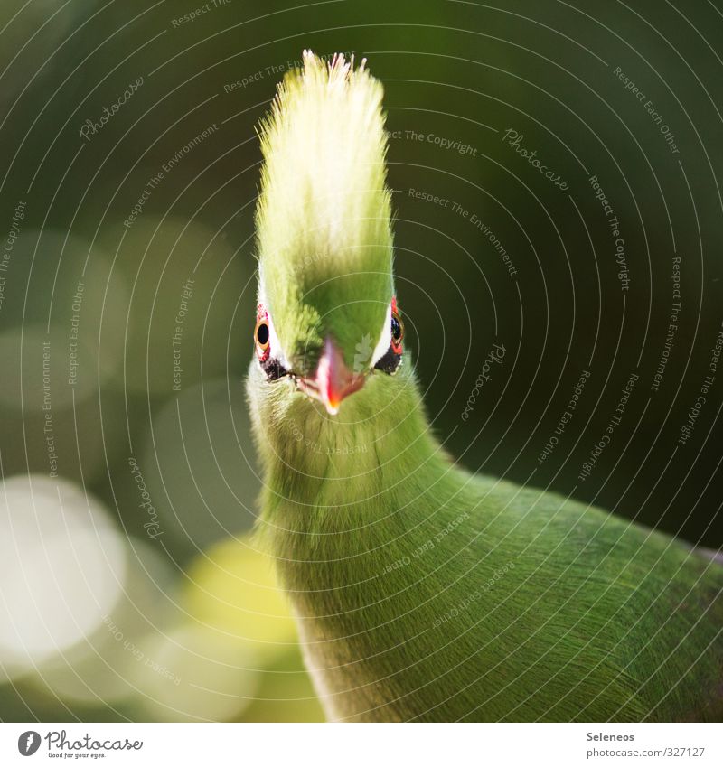 What do you mean, Monday? Environment Nature Animal Beautiful weather Garden Wild animal Bird Animal face 1 Brash Funny Near Natural Soft Feather Beak Blur