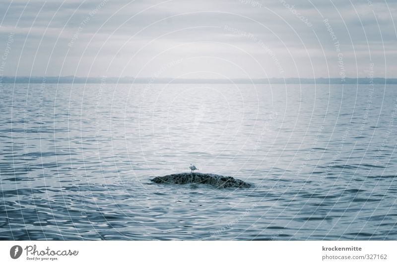 stopover Nature Water Sky Clouds Rock Waves Lakeside Animal Bird 1 Wait Blue Loneliness Seagull Stone Mountain range Lake Garda Stop Cloud cover Calm Break