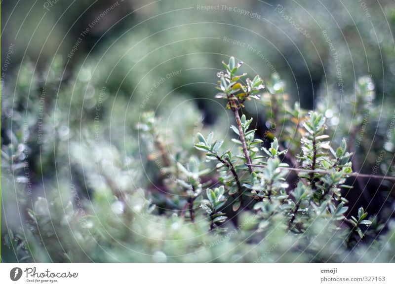 rainy Environment Nature Plant Drops of water Spring Bushes Natural Gray Green Colour photo Exterior shot Macro (Extreme close-up) Deserted Day