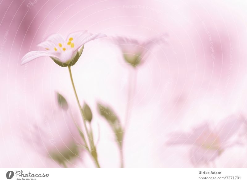 Pink dream - White flowers of stitchwort ( Stellaria ) with pink background stellaria chickweed bleed Nature Close-up Plant already spring Summer Detail natural