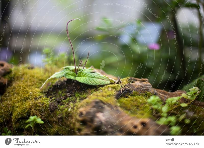 Branch - animated Environment Nature Plant Tree Bushes Leaf Foliage plant Natural Green Moss Colour photo Exterior shot Macro (Extreme close-up) Deserted Day