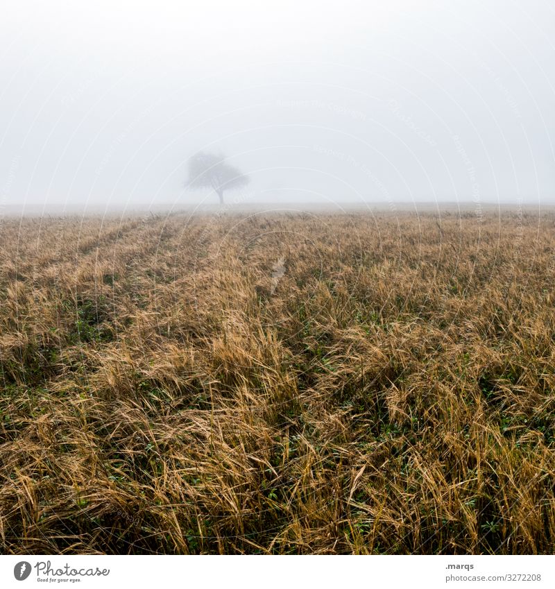 Tree in the fog Deciduous tree Fog Field Rural Autumn Gloomy Horizon somber Landscape Nature Dawn