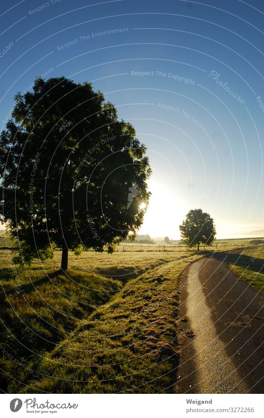 morning light Well-being Contentment Senses Relaxation Calm Meditation Street Sympathy Dawn Sun Lanes & trails Tree Hiking Colour photo Exterior shot Deserted