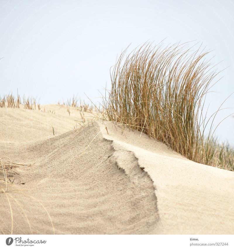 Rømø | Steep Frise Environment Nature Landscape Sand Sky Beautiful weather Coast Beach North Sea Dune Marram grass Growth Bright Emotions Authentic Flexible