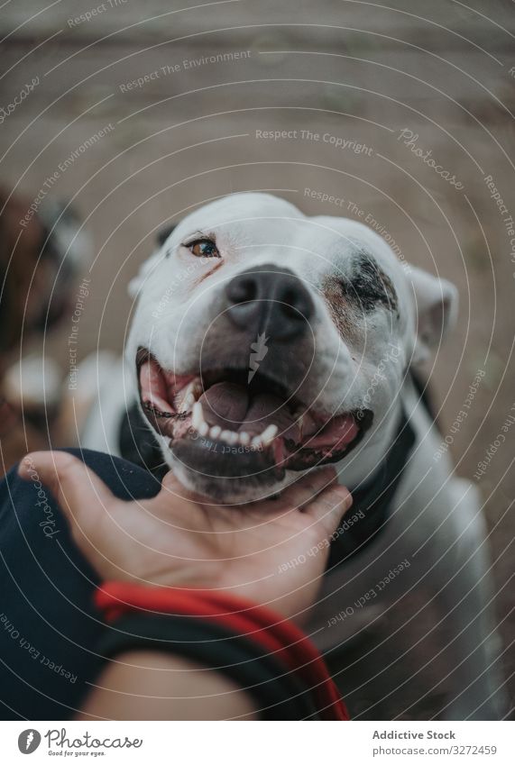 Glad amstaff dog enjoying care in street stroke happy pet animal domestic faithful affection lifestyle stroll breed canine companion harness vertebrate obedient