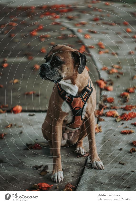 Domestic dog sitting in street boxer animal pet domestic serious fall lifestyle breed canine harness vertebrate obedient walk urban mammal portrait calm stroll