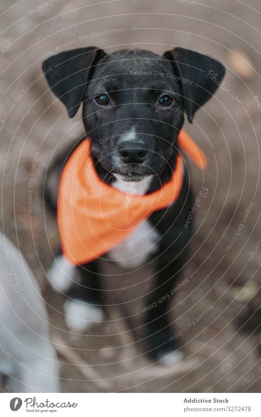 Calm black dog sitting in street pet pup portrait serious domestic lifestyle mixed breed animal canine vertebrate obedient mammal calm stroll walk friendly