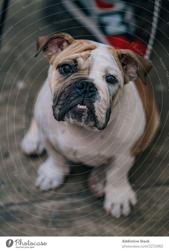 English bulldog sitting on ground portrait pet street domestic lifestyle day animal canine summer vertebrate obedient mammal calm serious stroll walk friendly