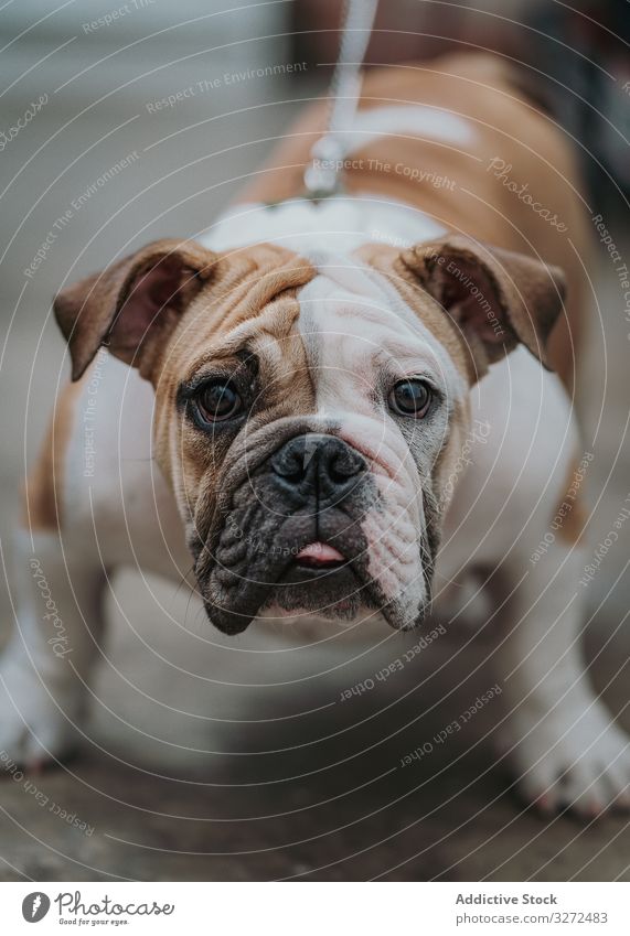 English bulldog sitting on ground portrait pet street domestic lifestyle day animal canine summer vertebrate obedient mammal calm serious stroll walk friendly