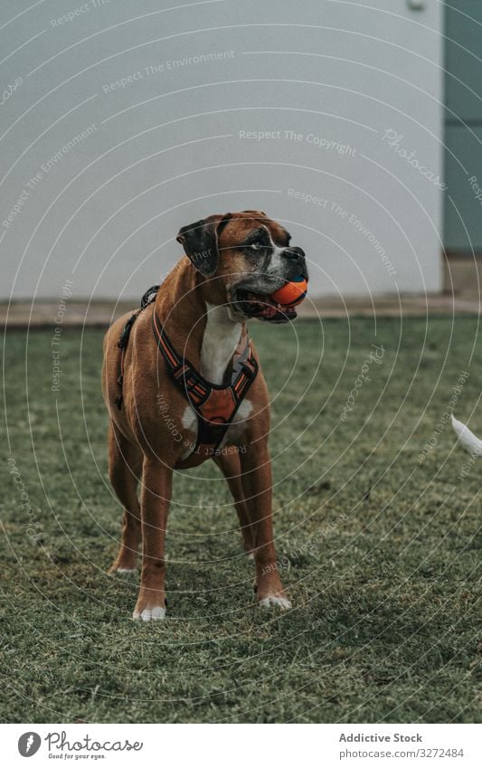 Friendly dog playing with ball in street boxer animal pet domestic lifestyle breed canine harness vertebrate obedient walk mammal stroll friendly weary strong