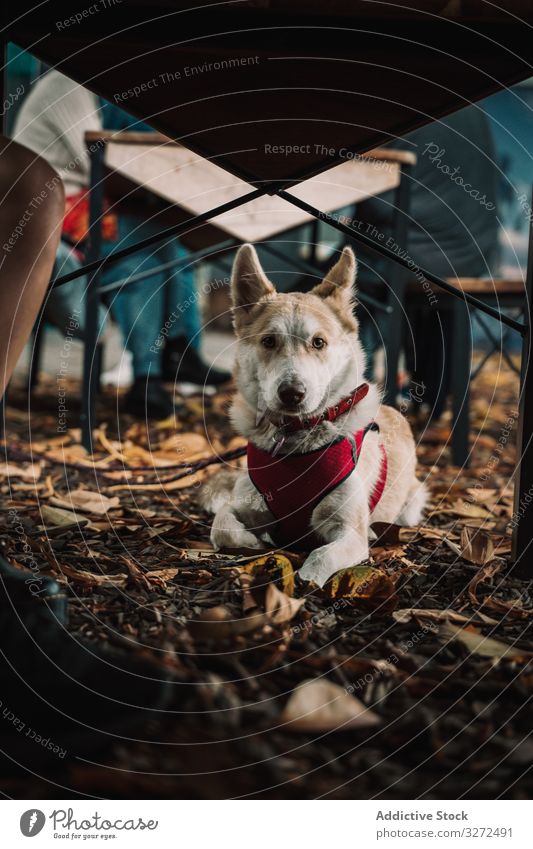 Adorable mixed breed dog lying on ground in street cute suit pet portrait adorable holiday collar lifestyle animal canine domestic costume vertebrate obedient