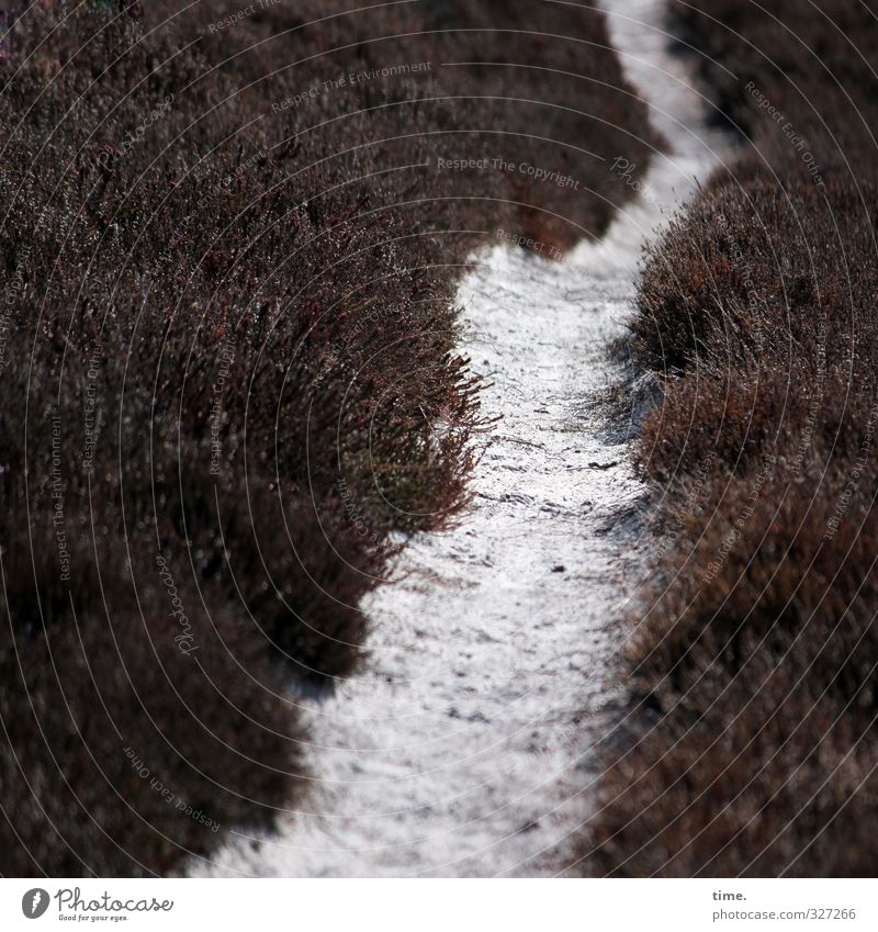 Rømø | Lifelines #68 Environment Nature Landscape Plant Sand Park Heathland Heather family Secrecy Serene Patient Calm Modest Refrain Loneliness Exhaustion